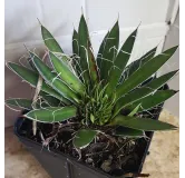 Agave filifera subsp. schidigera â€˜White stripeâ€™ cristÃ©e