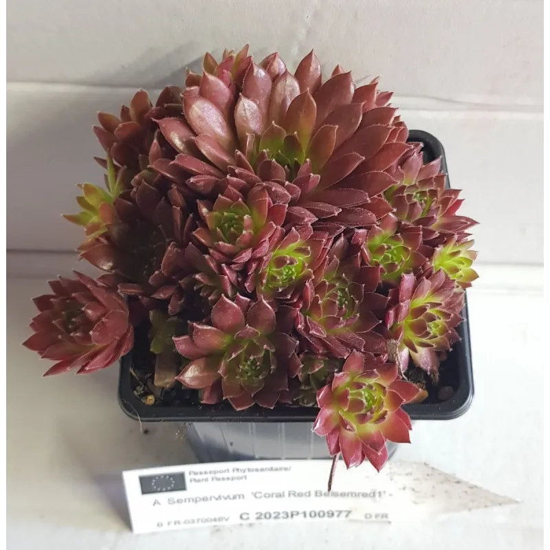 Sempervivum COLOROCKZÂ®  Coral RedÂ® 'Belsemred1' / Joubarbe rouge