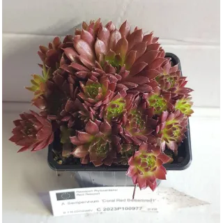 Sempervivum COLOROCKZÂ®  Coral RedÂ® 'Belsemred1' / Joubarbe rouge