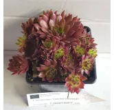 Sempervivum COLOROCKZÂ®  Coral RedÂ® 'Belsemred1' / Joubarbe rouge