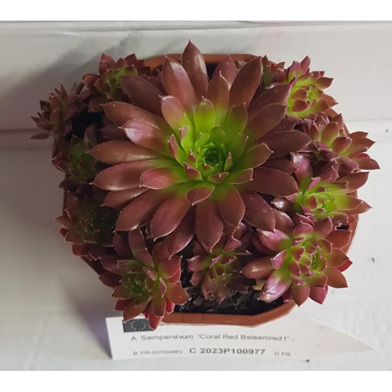 Sempervivum COLOROCKZÂ®  Coral RedÂ® 'Belsemred1' / Joubarbe rouge