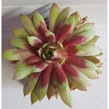 Sempervivum CHICK CHARMSÂ® GIANTS 'Gold Mine'