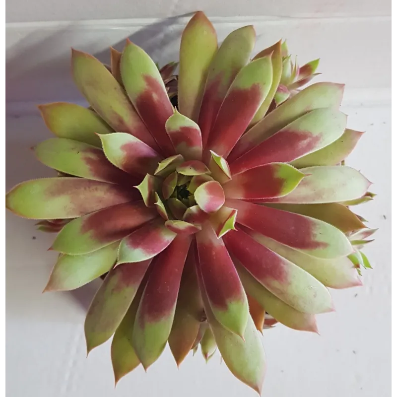 Sempervivum CHICK CHARMSÂ® GIANTS 'Gold Mine'