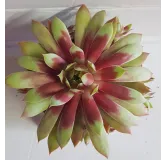 Sempervivum CHICK CHARMSÂ® GIANTS 'Gold Mine'