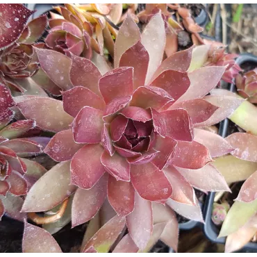 Sempervivum BIG SAMâ„¢ 'Power Grenade'