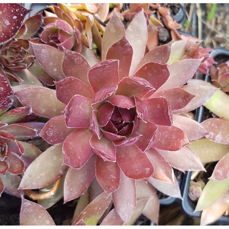 Sempervivum BIG SAMâ„¢ 'Power Grenade'