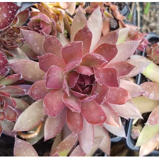 Sempervivum BIG SAMâ„¢ 'Power Grenade'