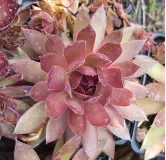 Sempervivum BIG SAMâ„¢ 'Power Grenade'