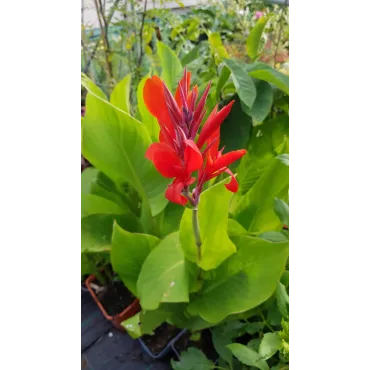 Canna indica Rouge