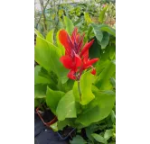 Canna indica Rouge