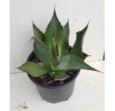 Agave palmeri / Agave de Palmer