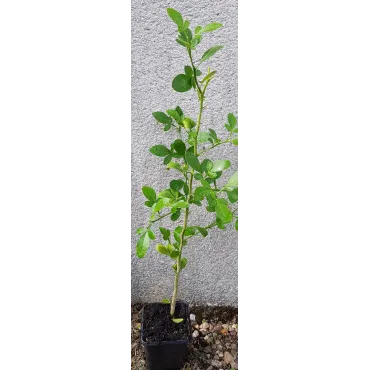 Citrus sinensis 'Ruby Blood' X Poncirus trifoliata C-35 (De Semis) /  Citrange C-35