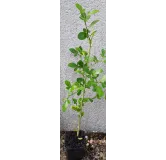 Citrus sinensis 'Ruby Blood' X Poncirus trifoliata C-35 (De Semis) /  Citrange C-35