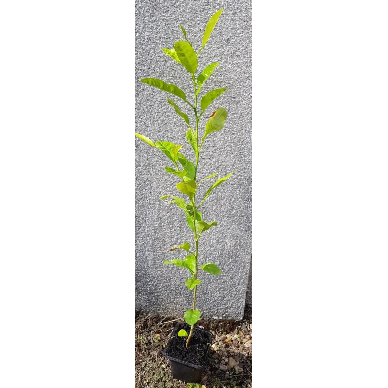 Citrus macrophylla (De semis) / Citronnier Alemow