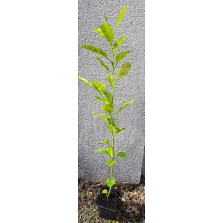 Citrus macrophylla (De semis) / Citronnier Alemow