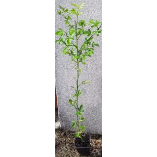 Citrus sinensis 'Washington' x Poncirus trifoliata (De semis) / Citrange Carrizo