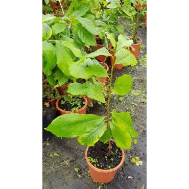 Asimina triloba 'Halvin'/ Asiminier 'Halvin'