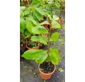 Asimina triloba 'Halvin'/ Asiminier 'Halvin'