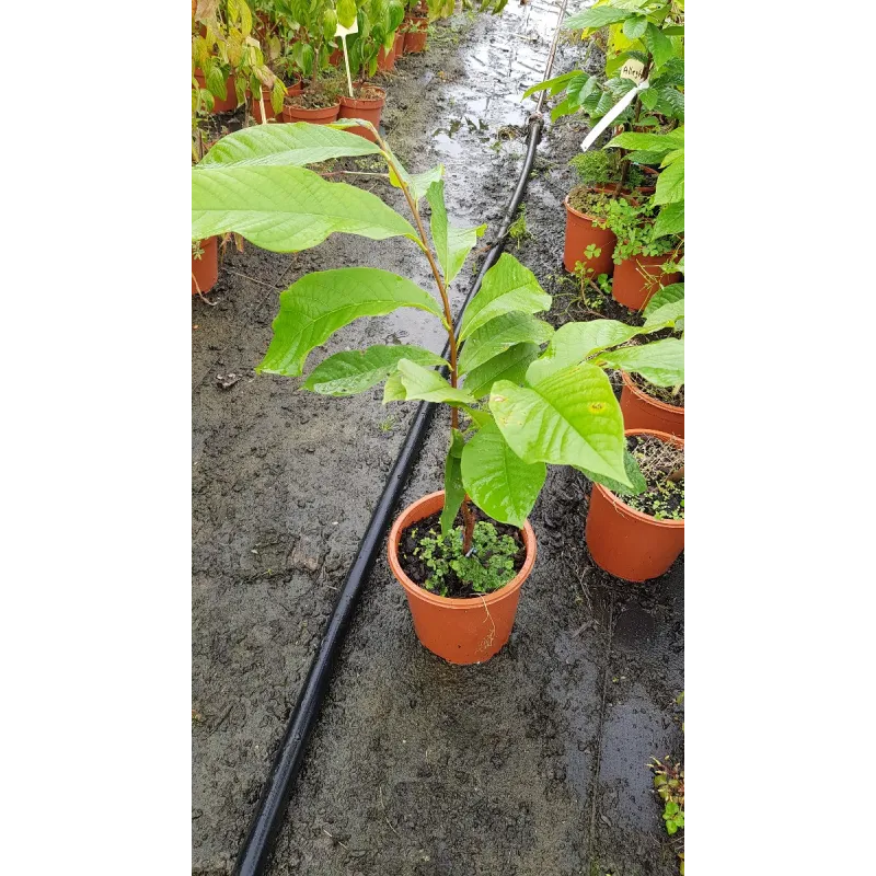 Asimina triloba 'Maria's joy'/ Asiminier 'Maria's joy'