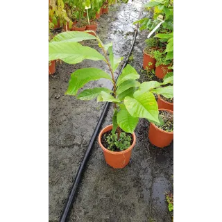 Asimina triloba 'Maria's joy'/ Asiminier 'Maria's joy'