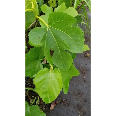 Ficus carica 'Atlas Gold' / Figuier 'Atlas Gold'