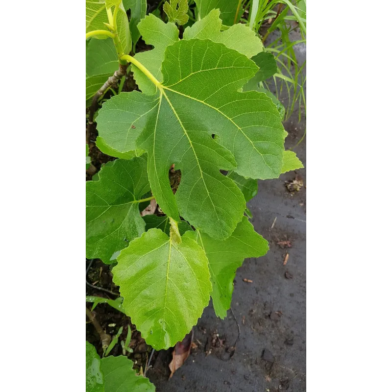 Ficus carica 'Atlas Gold' / Figuier 'Atlas Gold'