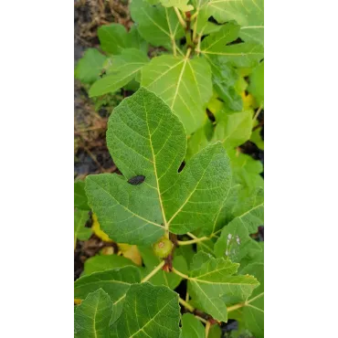 Ficus carica 'Rosce signora' / Figuier 'Rosce signora'