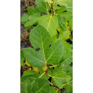 Ficus carica 'Rosce signora' / Figuier 'Rosce signora'