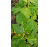 Ficus carica 'Rosce signora' / Figuier 'Rosce signora'