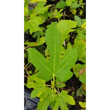 Ficus carica 'Dame Blanche' / Figuier 'Dame Blanche'