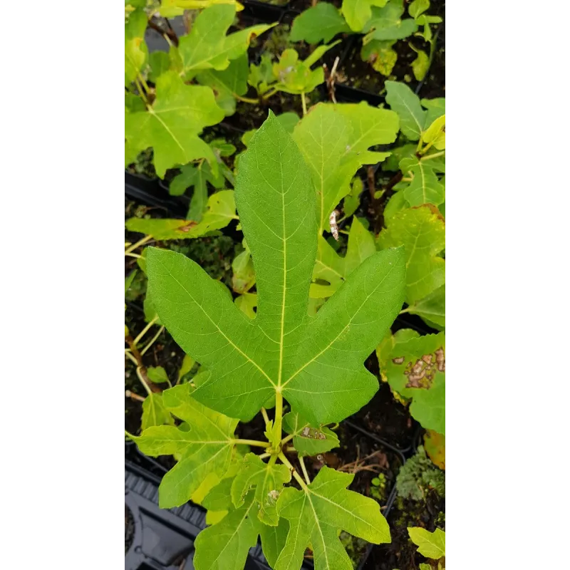 Ficus carica 'Dame Blanche' / Figuier 'Dame Blanche'