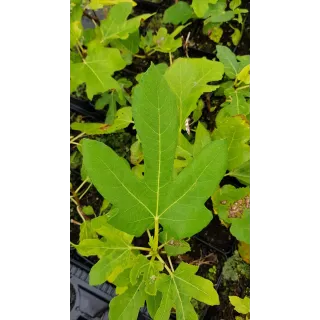 Ficus carica 'Dame Blanche' / Figuier 'Dame Blanche'