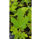 Ficus carica 'Dame Blanche' / Figuier 'Dame Blanche'