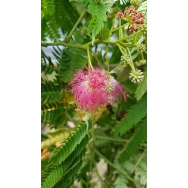 Albizia julibrissin OMBRELLAÂ® 'Boubri' / Arbre Ã  soie Ã  fleurs rose