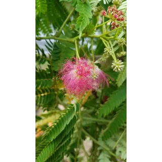 Albizia julibrissin OMBRELLAÂ® 'Boubri' / Arbre Ã  soie Ã  fleurs rose