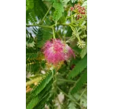 Albizia julibrissin OMBRELLAÂ® 'Boubri' / Arbre Ã  soie Ã  fleurs rose