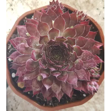 Sempervivum CHICK CHARMSÂ® 'Butterscotch baby' / Joubarbe