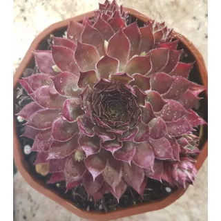 Sempervivum CHICK CHARMSÂ® 'Butterscotch baby' / Joubarbe