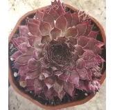 Sempervivum CHICK CHARMSÂ® 'Butterscotch baby' / Joubarbe