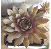 Sempervivum CHICK CHARMSÂ® Grape Galaxyâ„¢