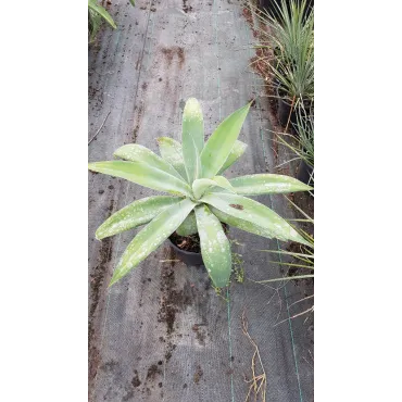 Agave attenuata 'Blue Olivia'  / Agave Ã  cou de cygne bleu