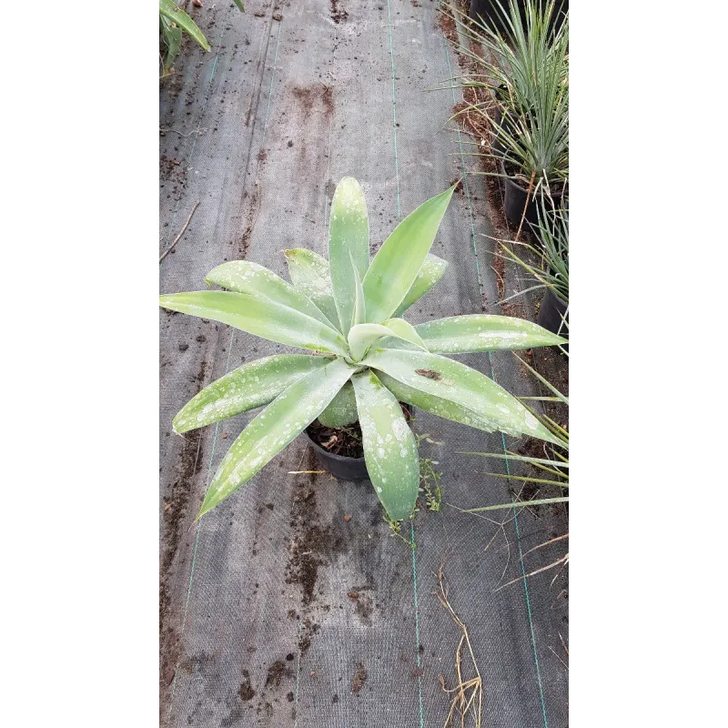 Agave attenuata 'Blue Olivia'  / Agave Ã  cou de cygne bleu