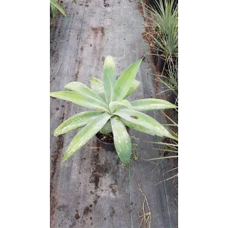 Agave attenuata 'Blue Olivia'  / Agave Ã  cou de cygne bleu