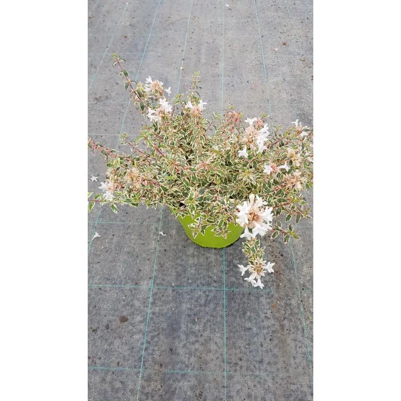 Abelia X grandiflora 'Pink lady'