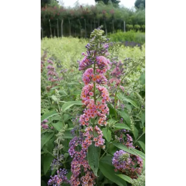 Buddleia davidii 'Bicolore' / Arbre aux papillons