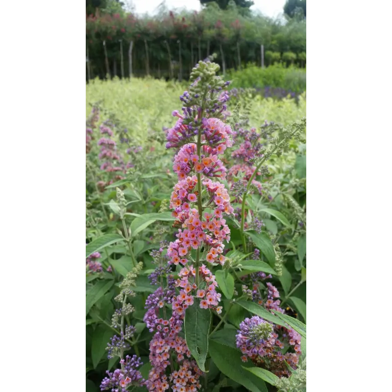 Buddleia davidii 'Bicolore' / Arbre aux papillons