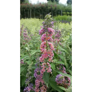 Buddleia davidii 'Bicolore' / Arbre aux papillons