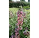 Buddleia davidii 'Bicolore' / Arbre aux papillons