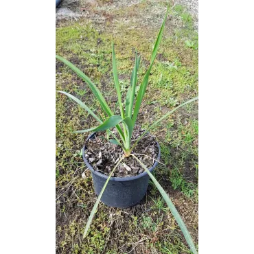 Yucca filamentosa