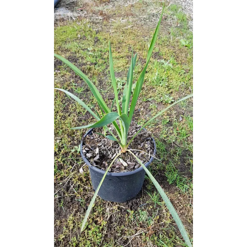 Yucca filamentosa